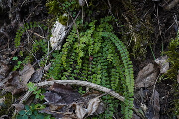 Spleenwort, The Maidenhair
spleenwort(Asplenium trichomanes).