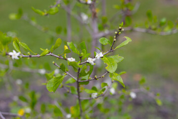 Coddia rudis (E. Mey. ex Harv.) Verdc.