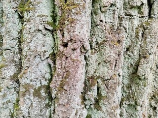 Fototapeta premium bark of a tree