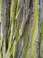 Fototapeta premium bark of a tree