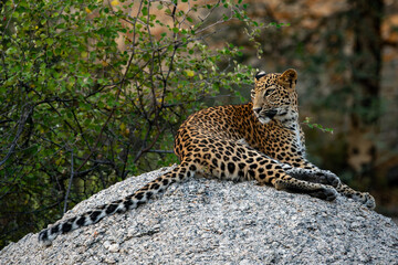 a beautiful sub adult female leopard relaxing on a rock in the rough terrain of Jawai