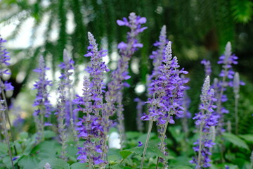 A bunch of purple flowers are in a garden