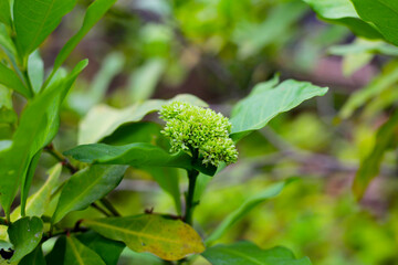 Rubiaceae plant with green flower
