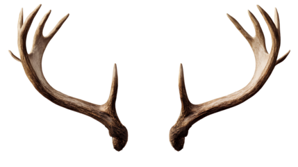 Photo of two deer antlers on transparent background