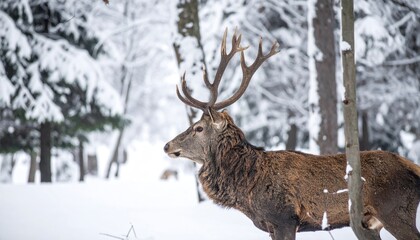 Majestic stag standing proudly amidst a snowy winter wonderland forest scene