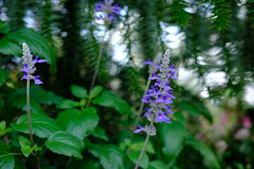A purple flower is in the foreground of a green bush