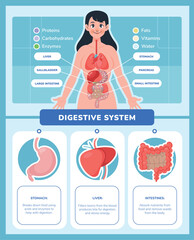 Flat Human Body Digestive System Infographic
