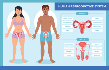 Flat Human Body Reproductive System Infographic
