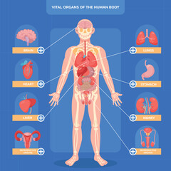Flat Human Body Vital Organs Infographic
