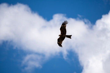 Bird of Prey Soaring Against Blue Sky and White Clouds in Mid-Flight