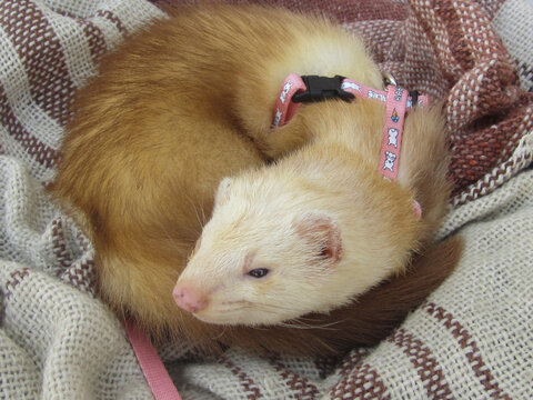 Furetto arancione infuocato con naso rosa e collare a pettorina rosa sdraiato su una coperta rannichiato per riposare
