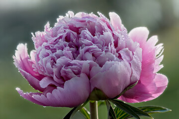 Pink Peony Flower