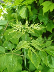 close up of fresh herbs