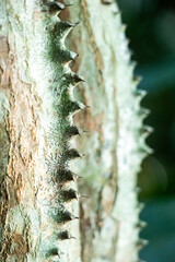 The sandbox trees spiny, gray brown bark looks armored its explosive seed pods