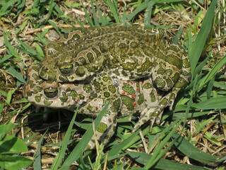Coppia di grossi rospi con malto mimetico che si accoppiano su prato verde