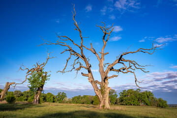 Oaks at sunrise, Rogalin Landscape Park.	