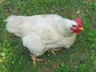 Grossa gallina bianca che cammina su prato verde con grandi guancie e cresta rosse