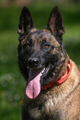 A Belgian Malinois playing in a green meadow in spring. This elegant Belgian Malinois stands tall and proud, showing off his muscular physique and sharp gaze.