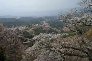 吉野山上千本から見た吉野山の桜