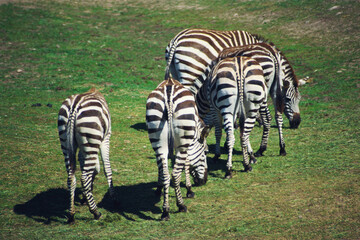 Zebra grazing
