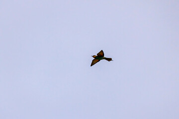 (Merops apiaster) photographed in flight against a cloudy sky