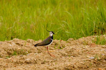 (Vanellus vanellus) standing alert on the ground