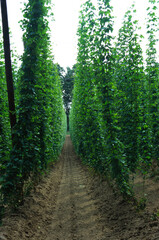Obraz premium Vineyard