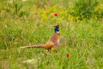 (Phasanius colchicus) male in a field on a summer day