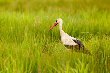 a stork sitting in the grass looking for food