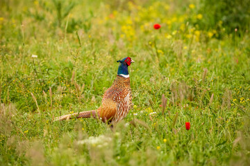 (Phasanius colchicus) male in a field on a summer day