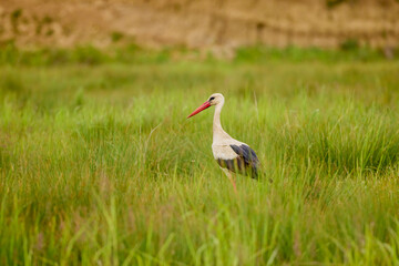 Fototapeta premium a stork sitting in the grass looking for food