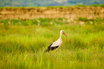 a stork sitting in the grass looking for food