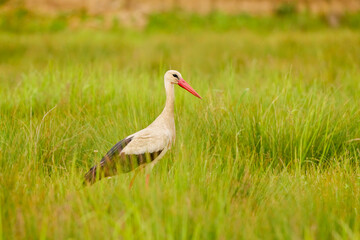 a stork sitting in the grass looking for food