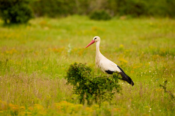 Naklejka premium a stork sitting in the grass looking for food
