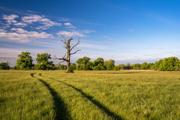 Oaks at sunrise, Rogalin Landscape Park.	