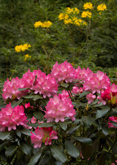 Beautiful outdoor floral backdrop with pink and yellow rhododendrons.