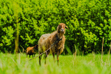 A sheep is grazing on fresh grass in a vibrant green meadow Surrounding trees add to the tranquil...