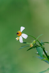 Two wild flowers on a green background