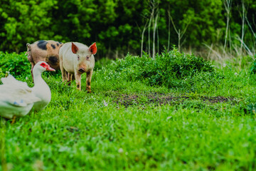 Two pigs are grazing peacefully in a vibrant green field while a duck wanders nearby enjoying a sunny day in a serene rural setting
