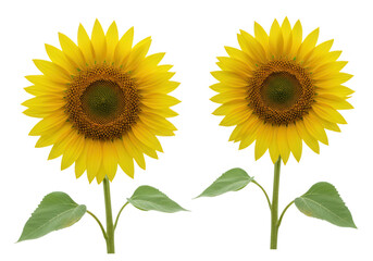 Obraz premium Two sunflowers isolated on transparent background