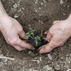 Close up of farmer's hands planting tomato seedling in soil in organic field. Garden work in spring. Traditional agriculture.