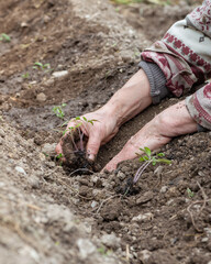Close up of farmer's hands planting tomato seedling in soil in organic field. Garden work in spring. Traditional agriculture.