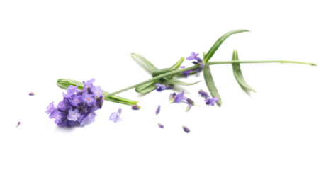 Lavender flowers, isolated on white background, (Lavandula), side view