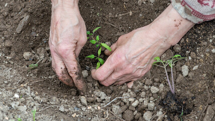 Close up of farmer's hands planting tomato seedling in soil in organic field. Garden work in spring. Traditional agriculture.