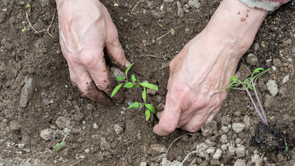 Close up of farmer's hands planting tomato seedling in soil in organic field. Garden work in spring. Traditional agriculture.
