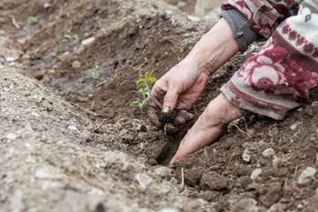 Close up of farmer's hands planting tomato seedling in soil in organic field. Garden work in spring. Traditional agriculture.