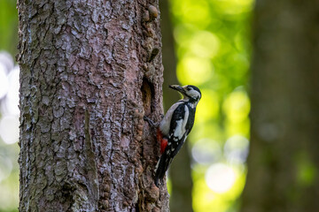 Fototapeta premium Great spotted woodpecker clinging to tree