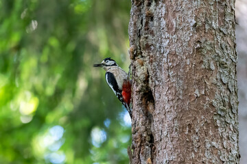 Great spotted woodpecker clinging to tree