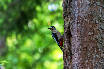 Great spotted woodpecker clinging to tree
