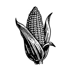 A vintage style illustration showing a corn